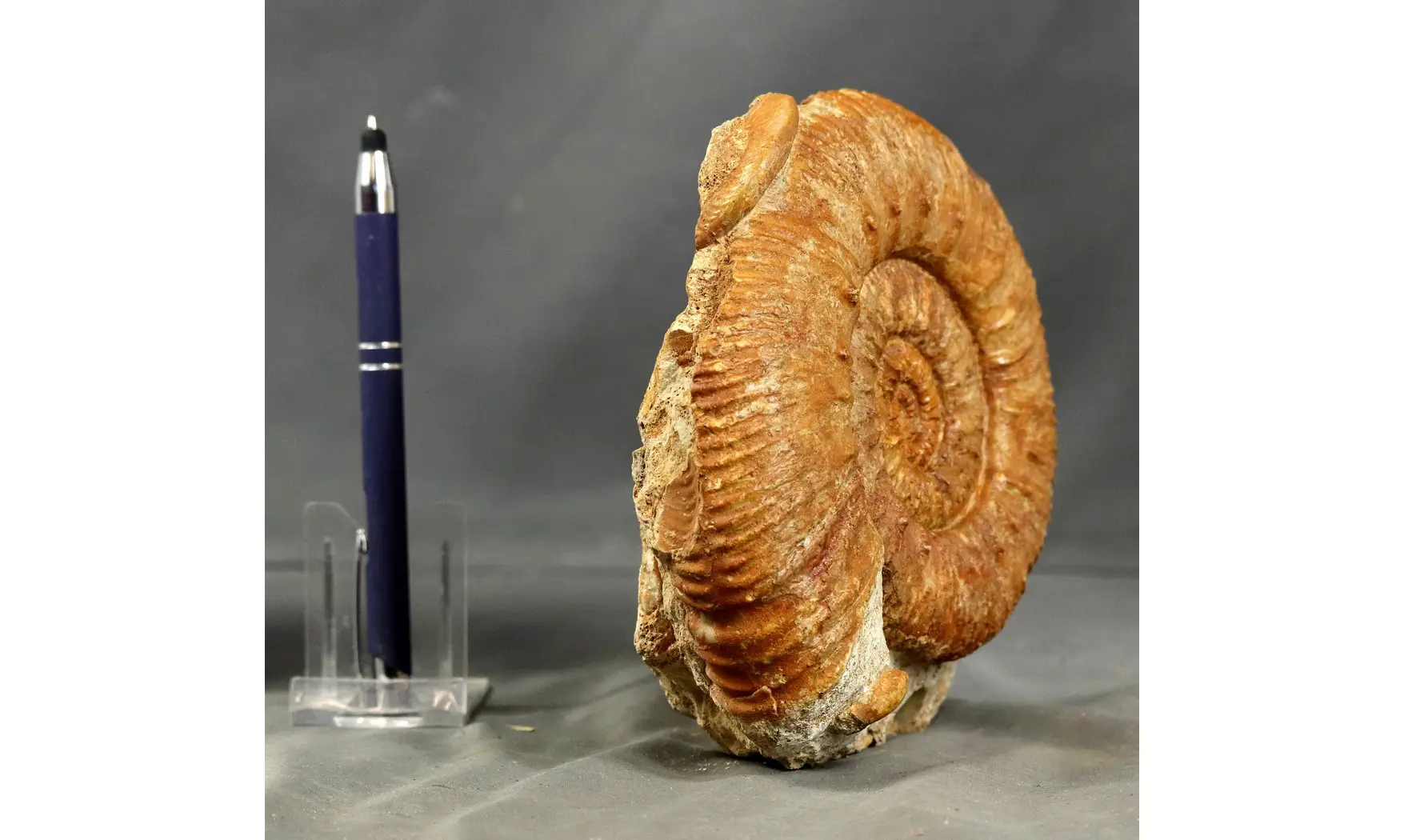 Reineckeia & Oecoptychius