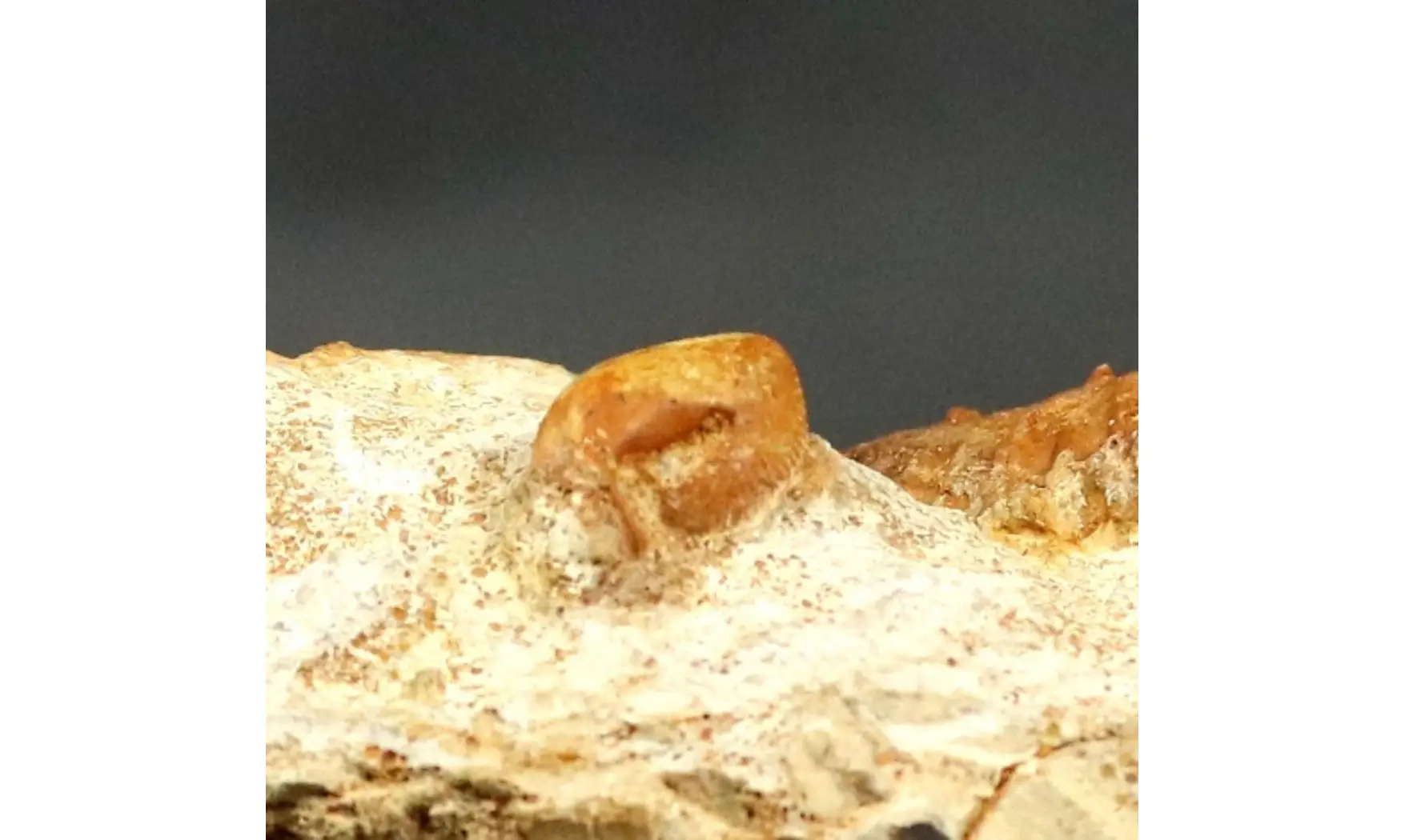 Reineckeia & Oecoptychius