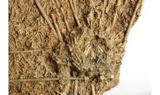 Acrosalenia hemicidaroides