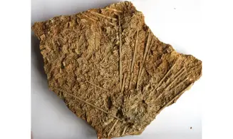Acrosalenia hemicidaroides