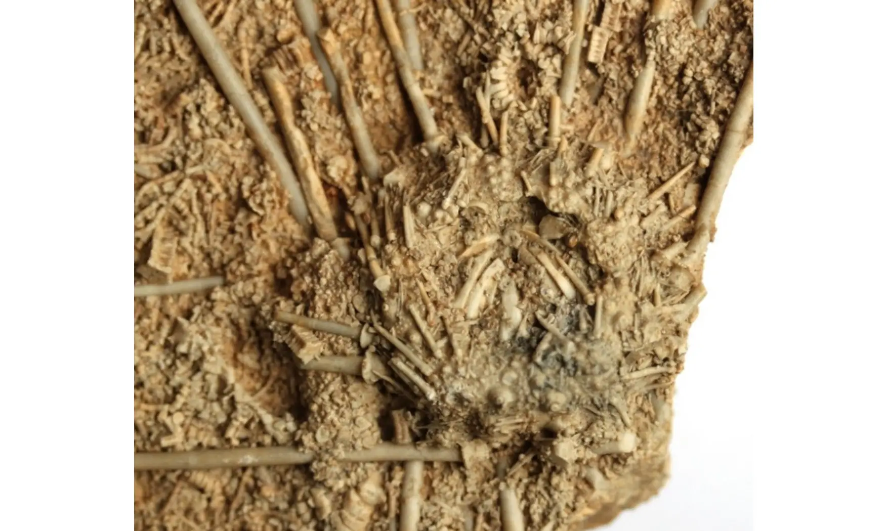 Acrosalenia hemicidaroides