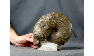 Discoceratites dorsoplanus