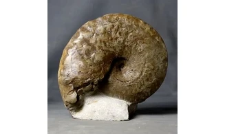 Discoceratites dorsoplanus