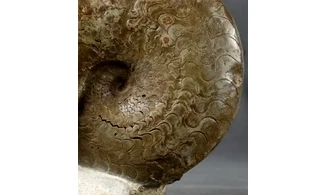 Discoceratites dorsoplanus