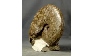 Discoceratites dorsoplanus