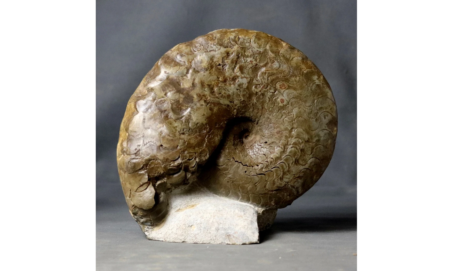 Discoceratites dorsoplanus