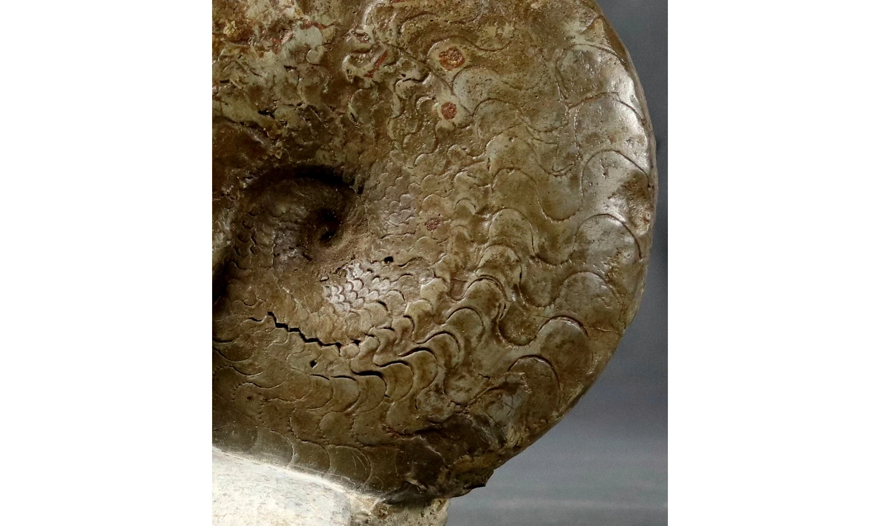 Discoceratites dorsoplanus