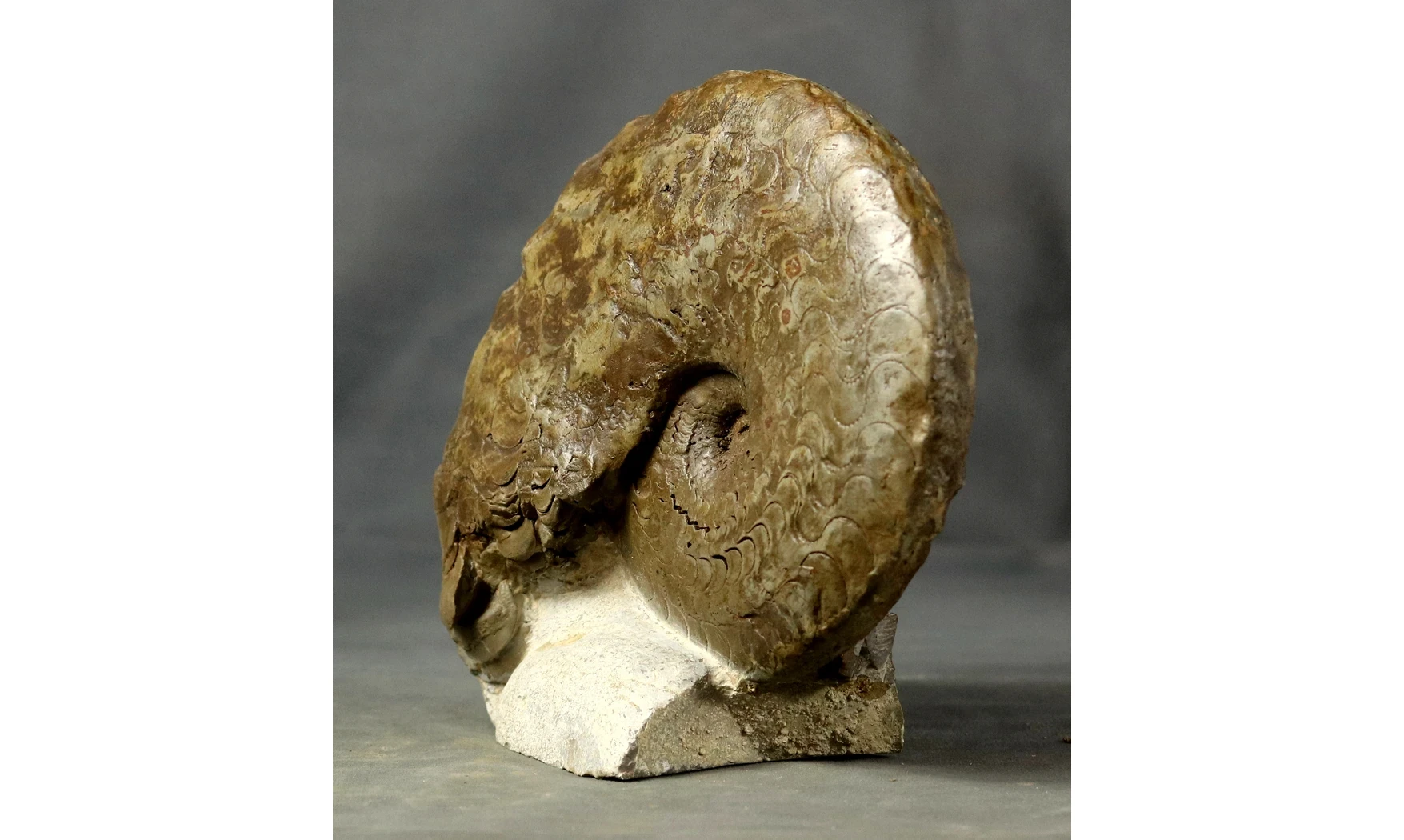 Discoceratites dorsoplanus