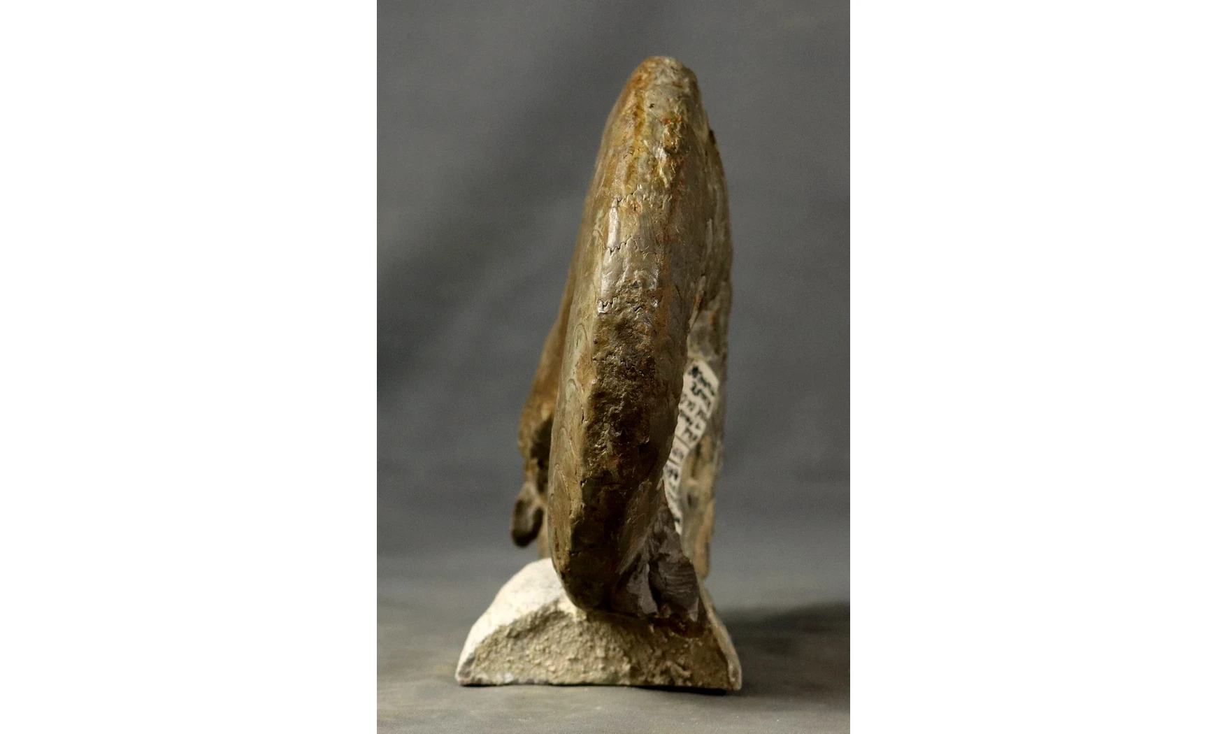 Discoceratites dorsoplanus