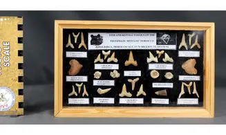 Sharkteeth collection