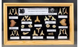 Sharkteeth collection