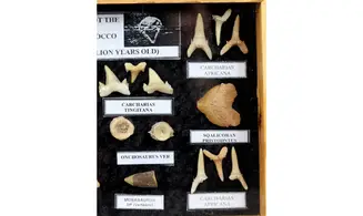 Sharkteeth collection