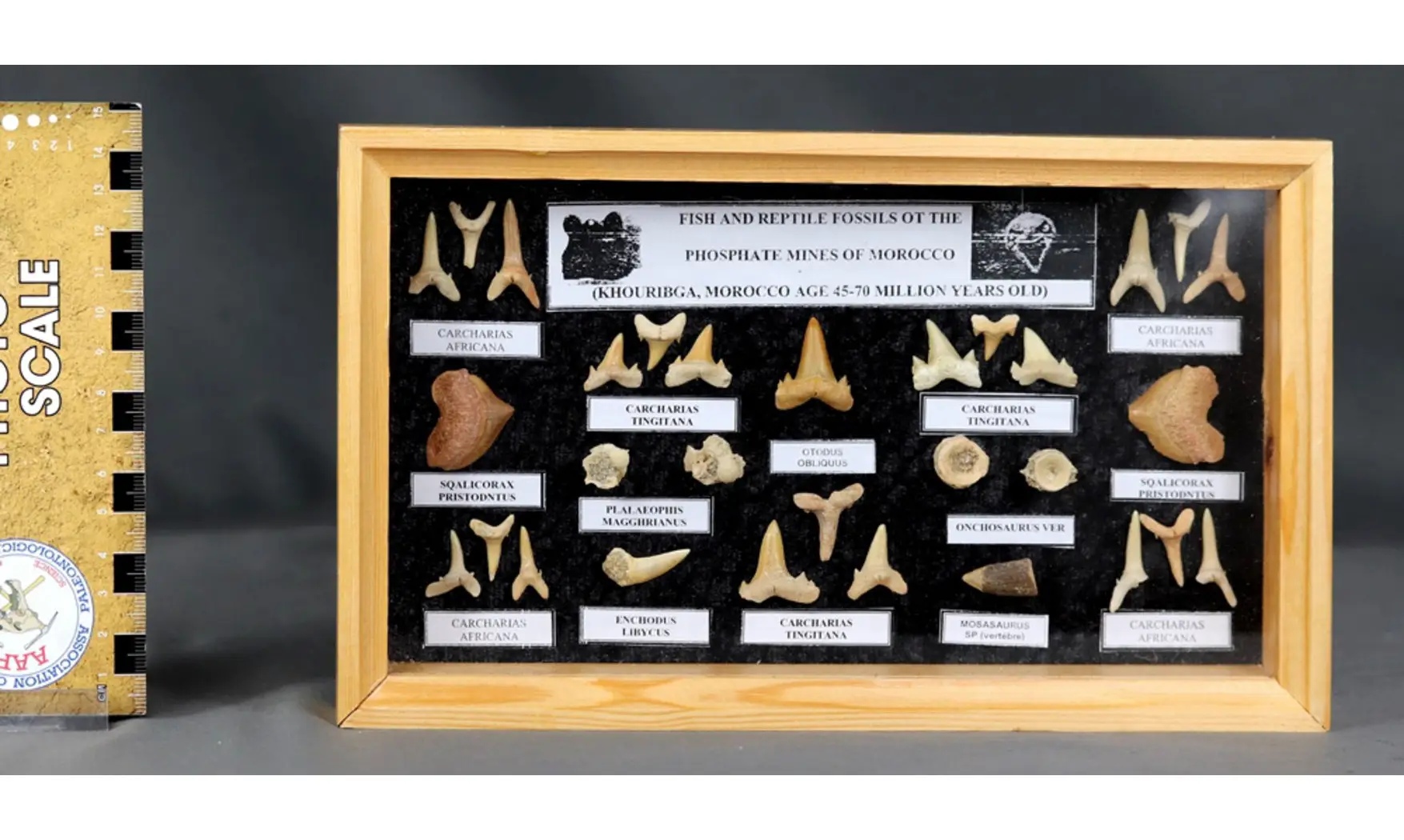 Sharkteeth collection