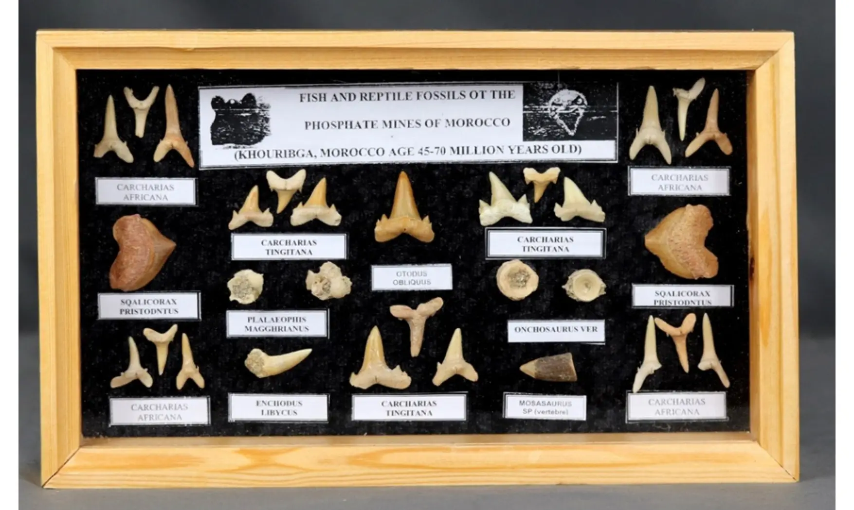 Sharkteeth collection