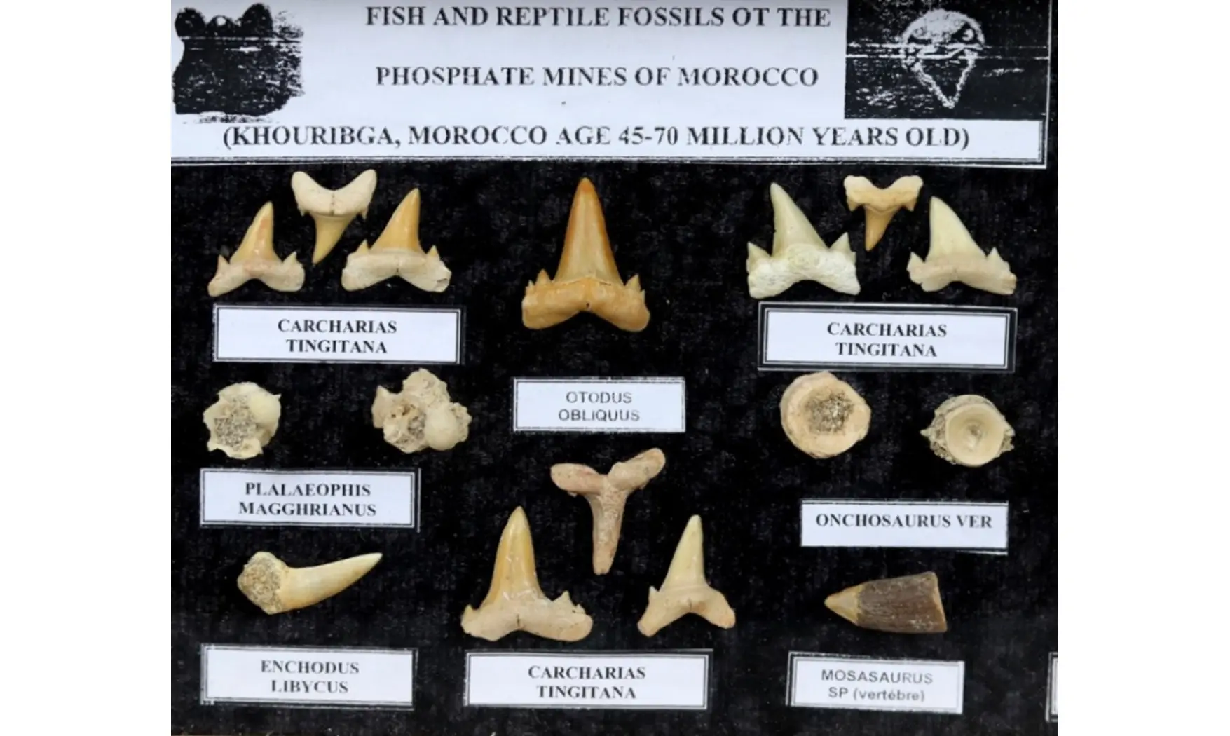Sharkteeth collection
