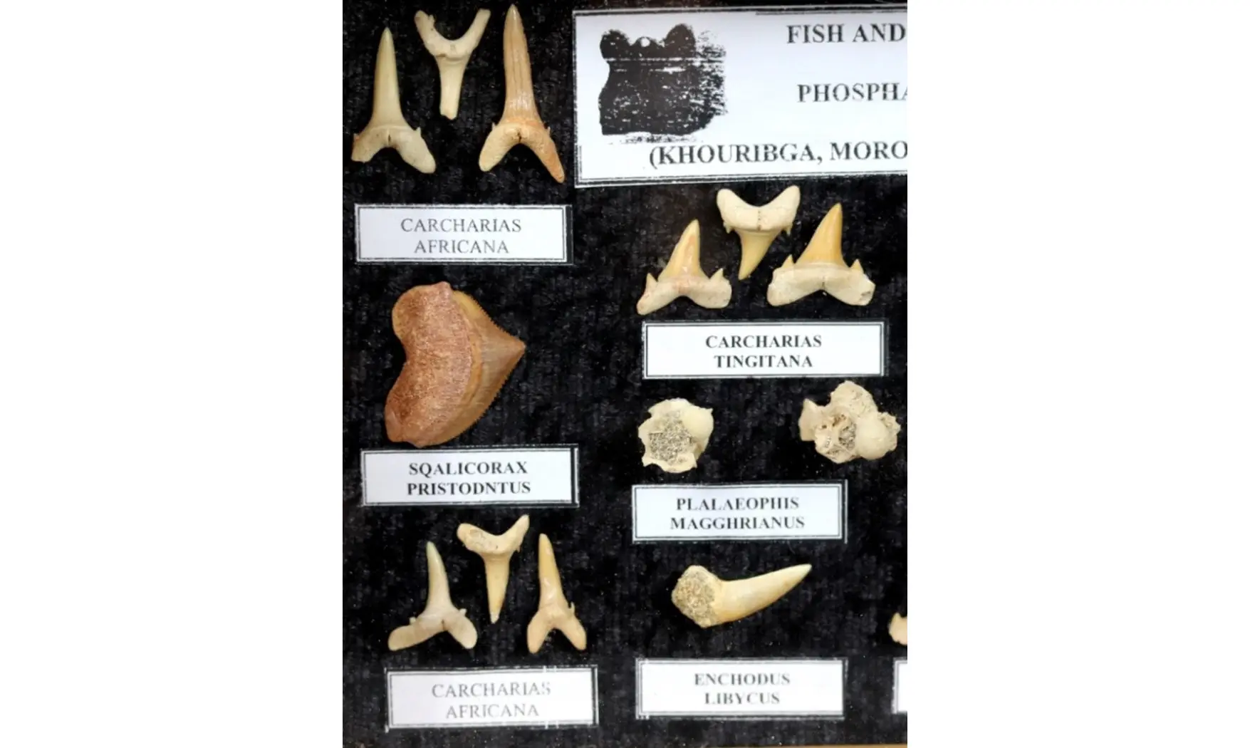 Sharkteeth collection