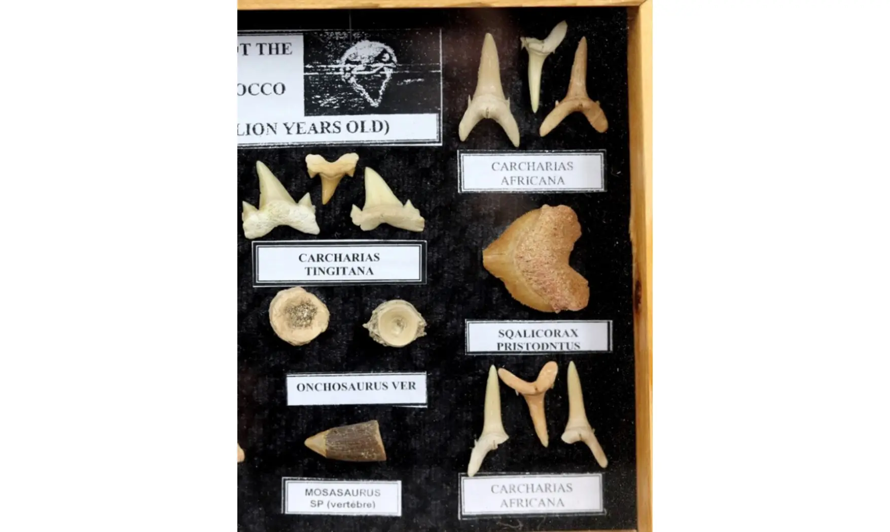 Sharkteeth collection