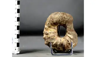 Nostoceras collignoni