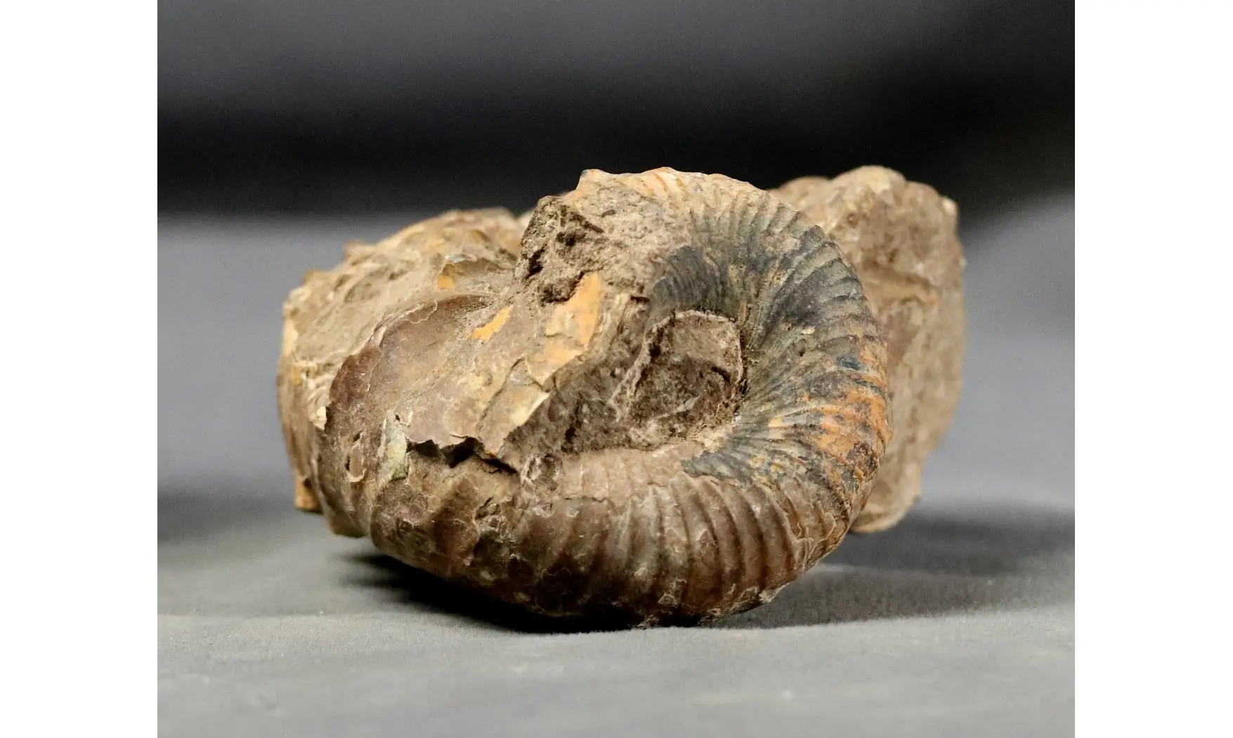 Nostoceras collignoni