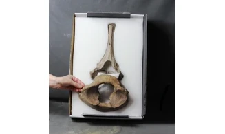 Mammuthus primigenius