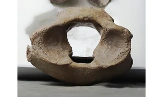 Mammuthus primigenius