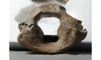 Mammuthus primigenius