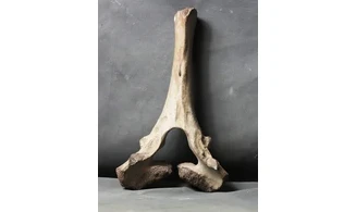 Mammuthus primigenius