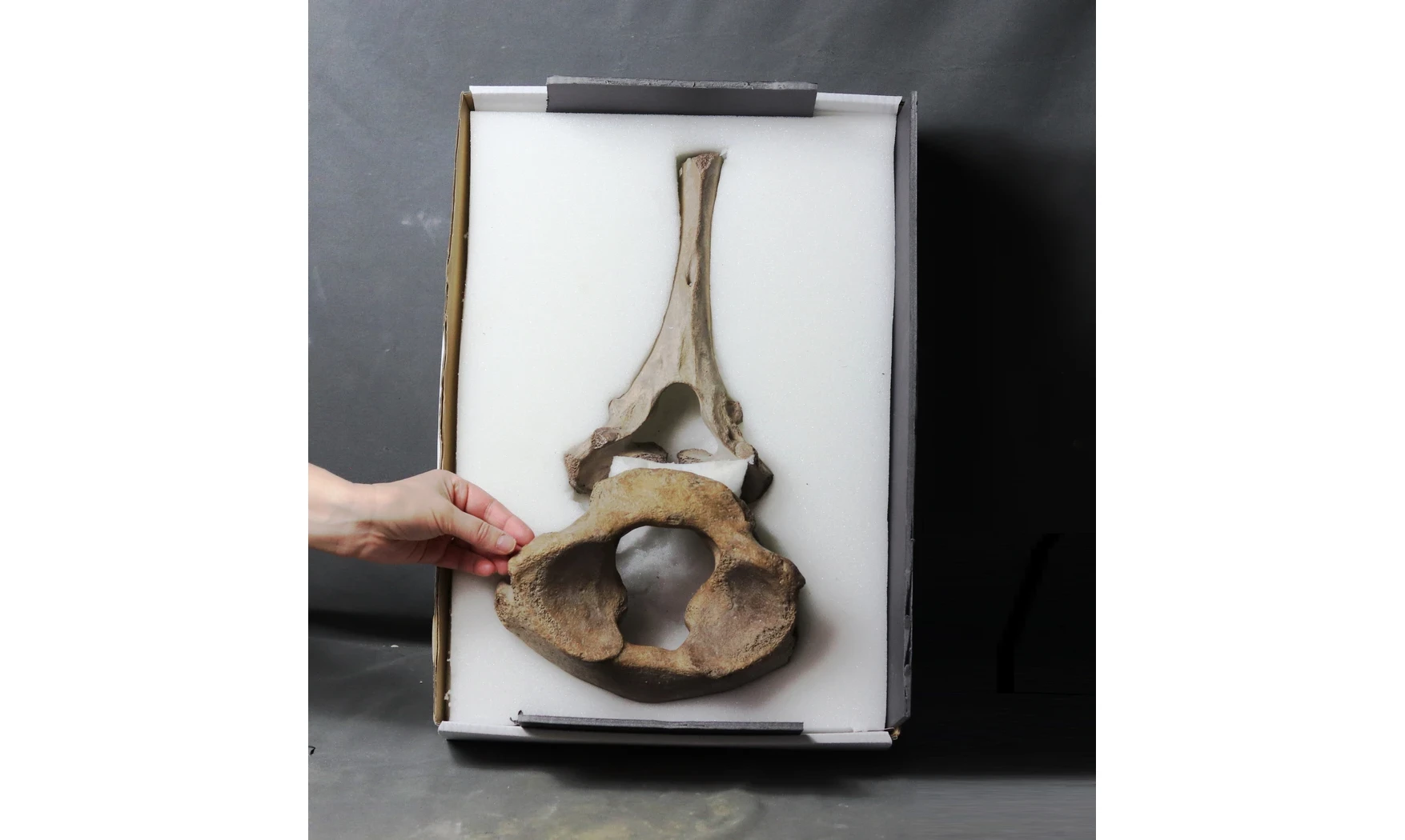 Mammuthus primigenius
