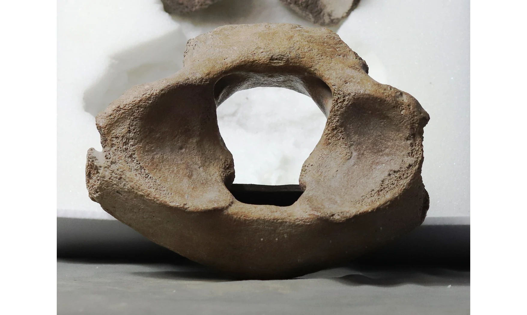 Mammuthus primigenius