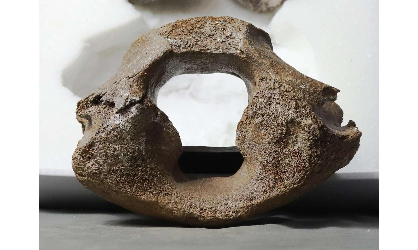 Mammuthus primigenius