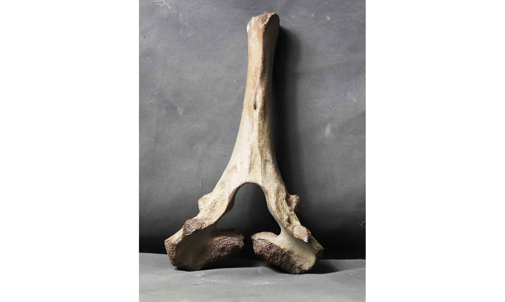 Mammuthus primigenius
