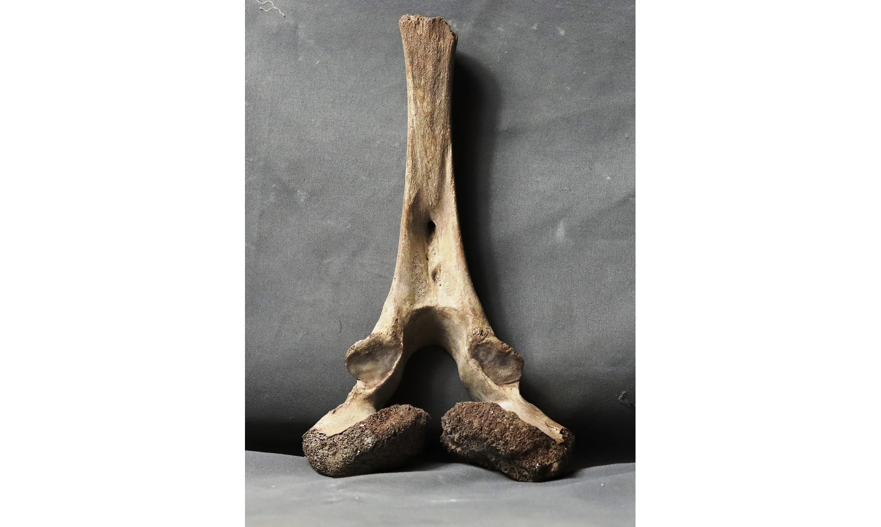 Mammuthus primigenius
