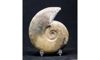 Haugia variabilis