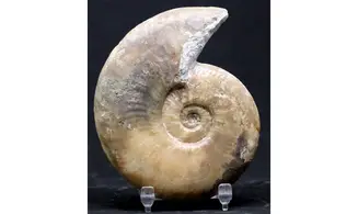 Haugia variabilis