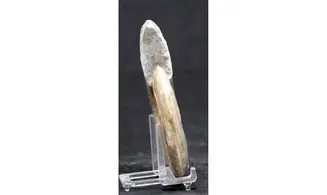 Haugia variabilis
