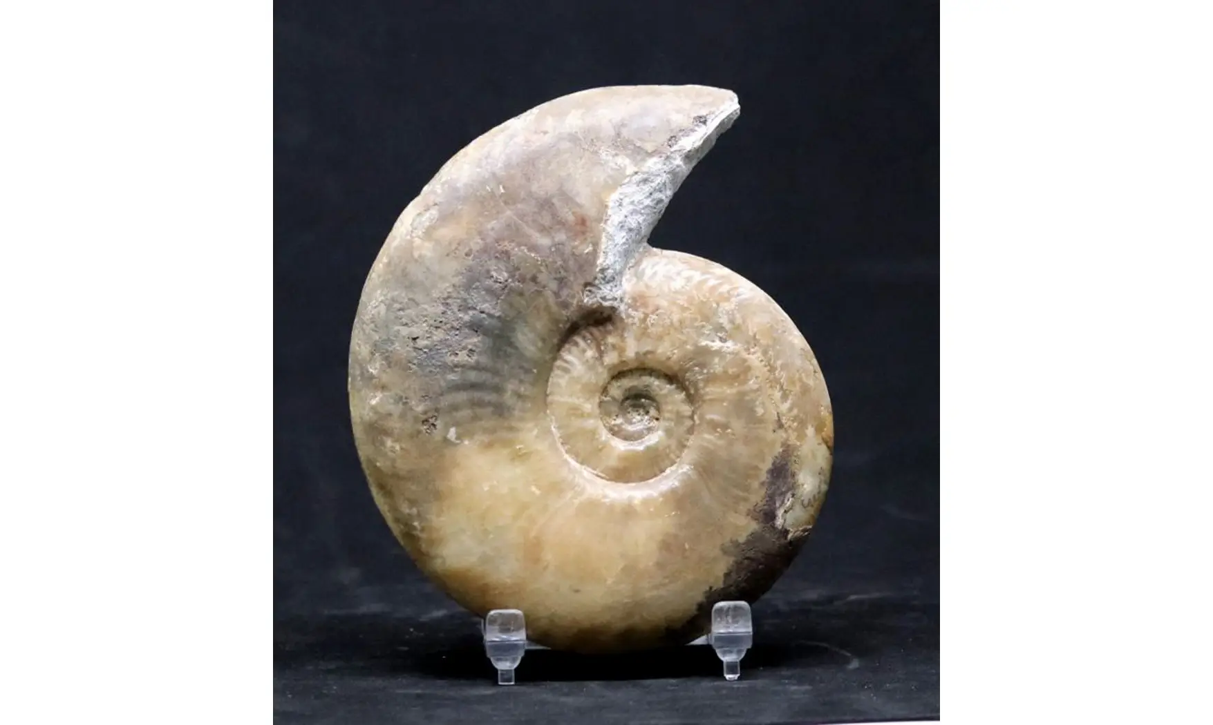 Haugia variabilis