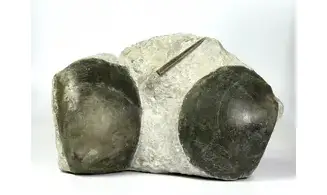 Plagiostoma gigantea
