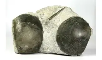 Plagiostoma gigantea
