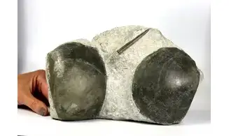 Plagiostoma gigantea