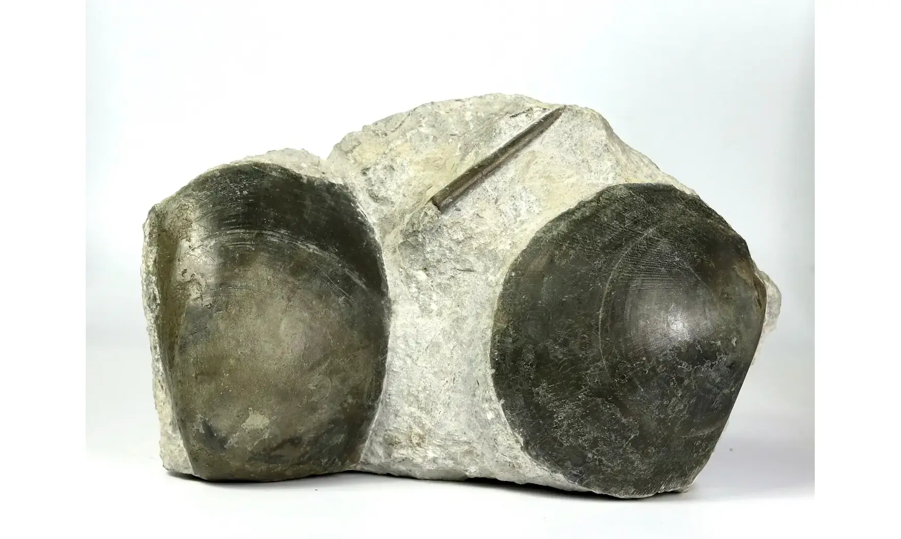 Plagiostoma gigantea