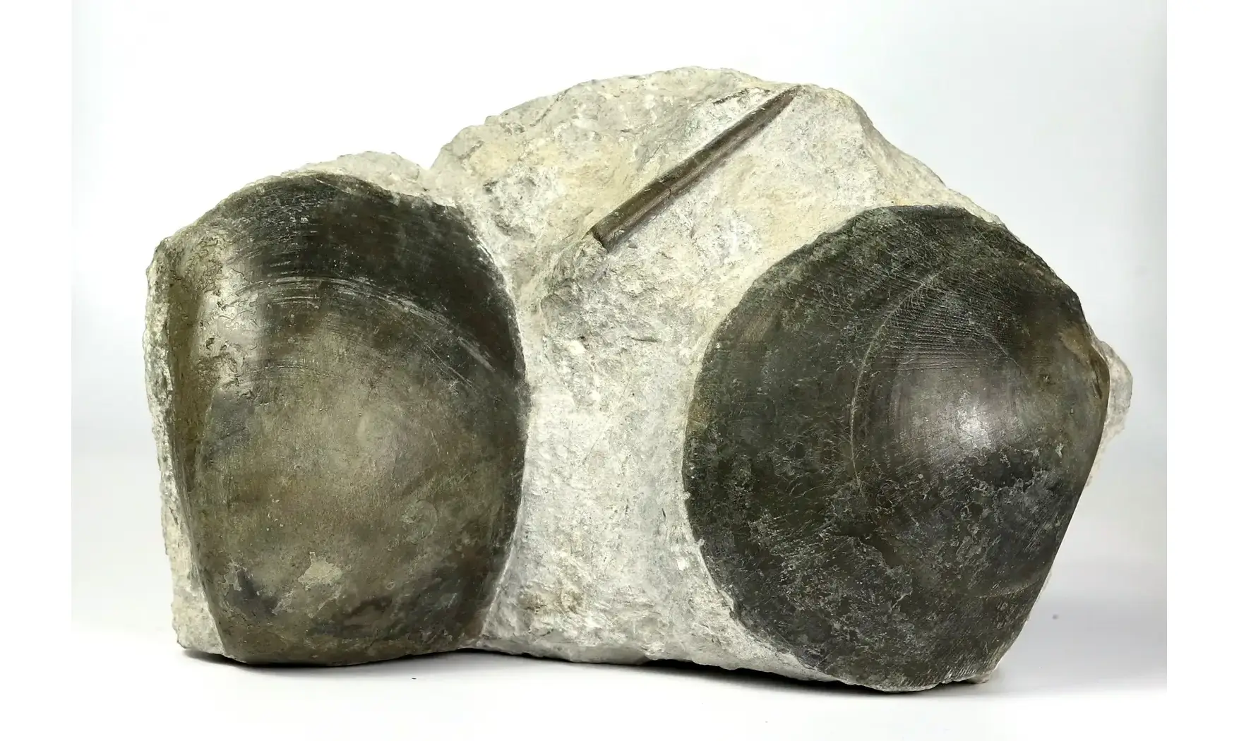 Plagiostoma gigantea