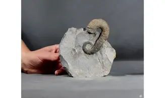 Acrioceras terveri