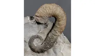 Acrioceras terveri