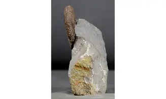 Acrioceras terveri