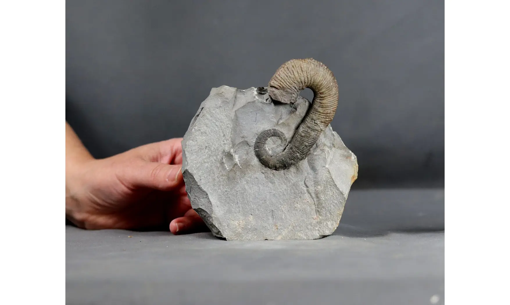 Acrioceras terveri