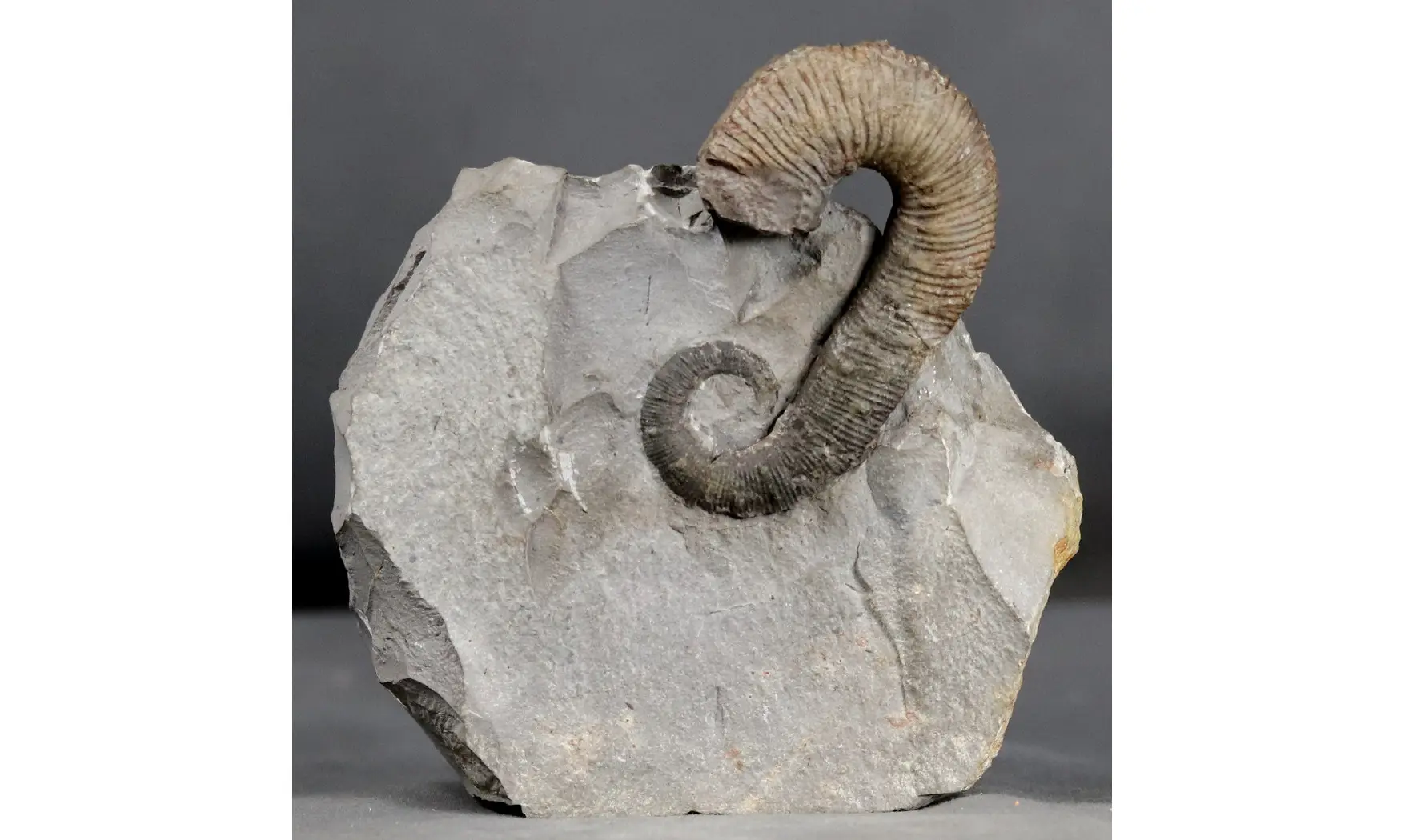 Acrioceras terveri
