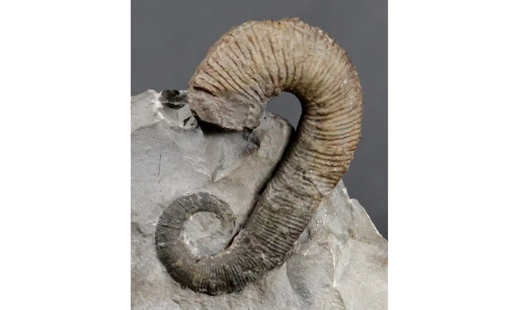 Acrioceras terveri