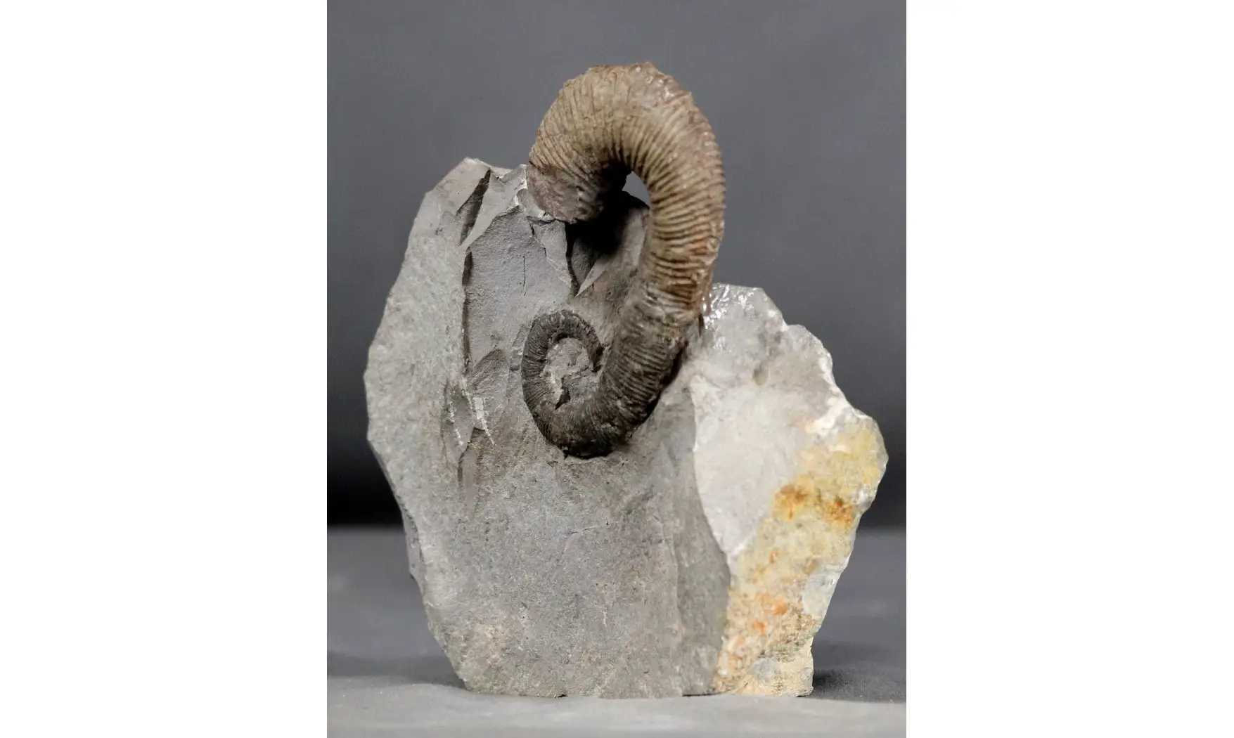 Acrioceras terveri
