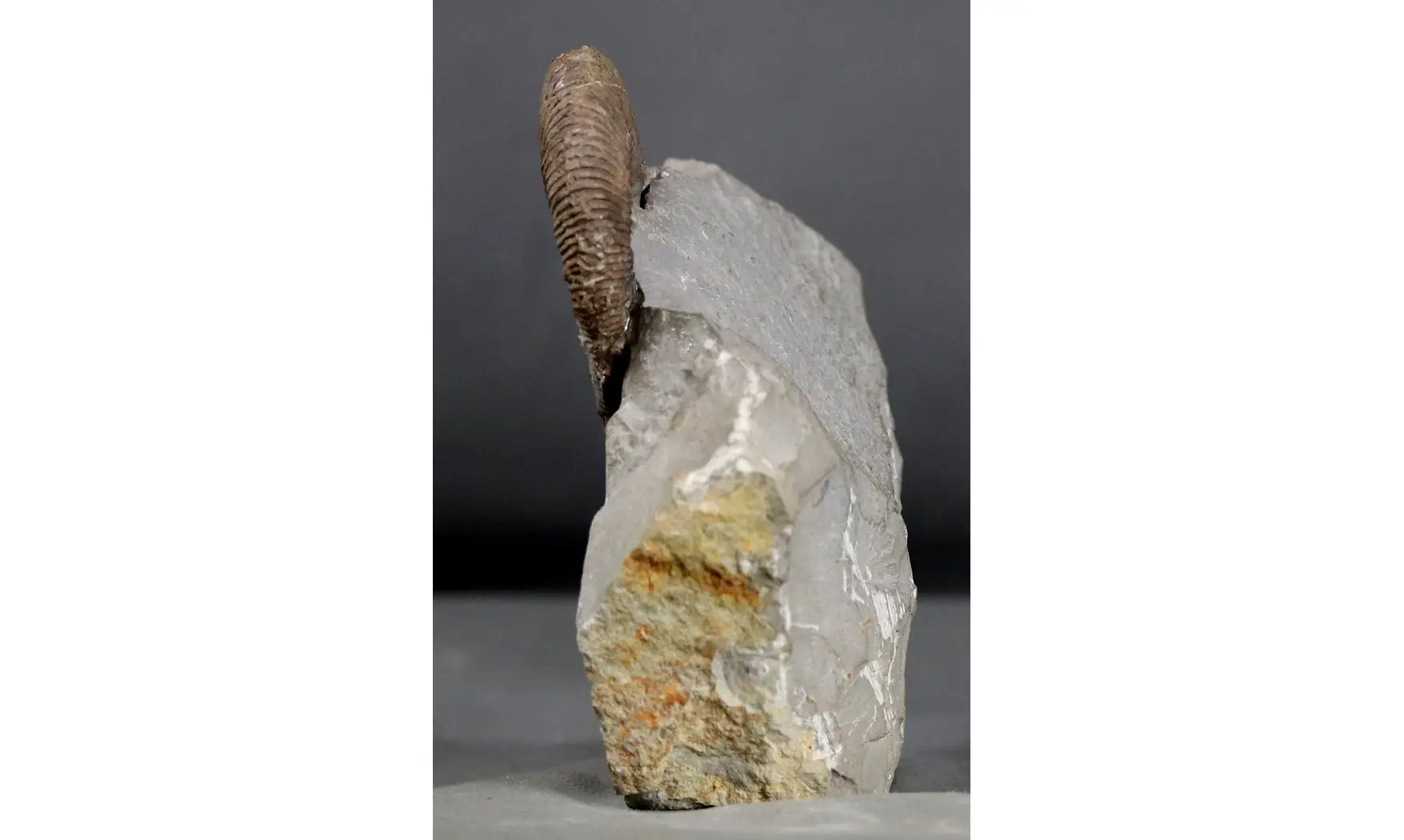 Acrioceras terveri