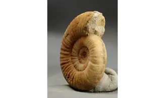 Binatisphinctes sp
